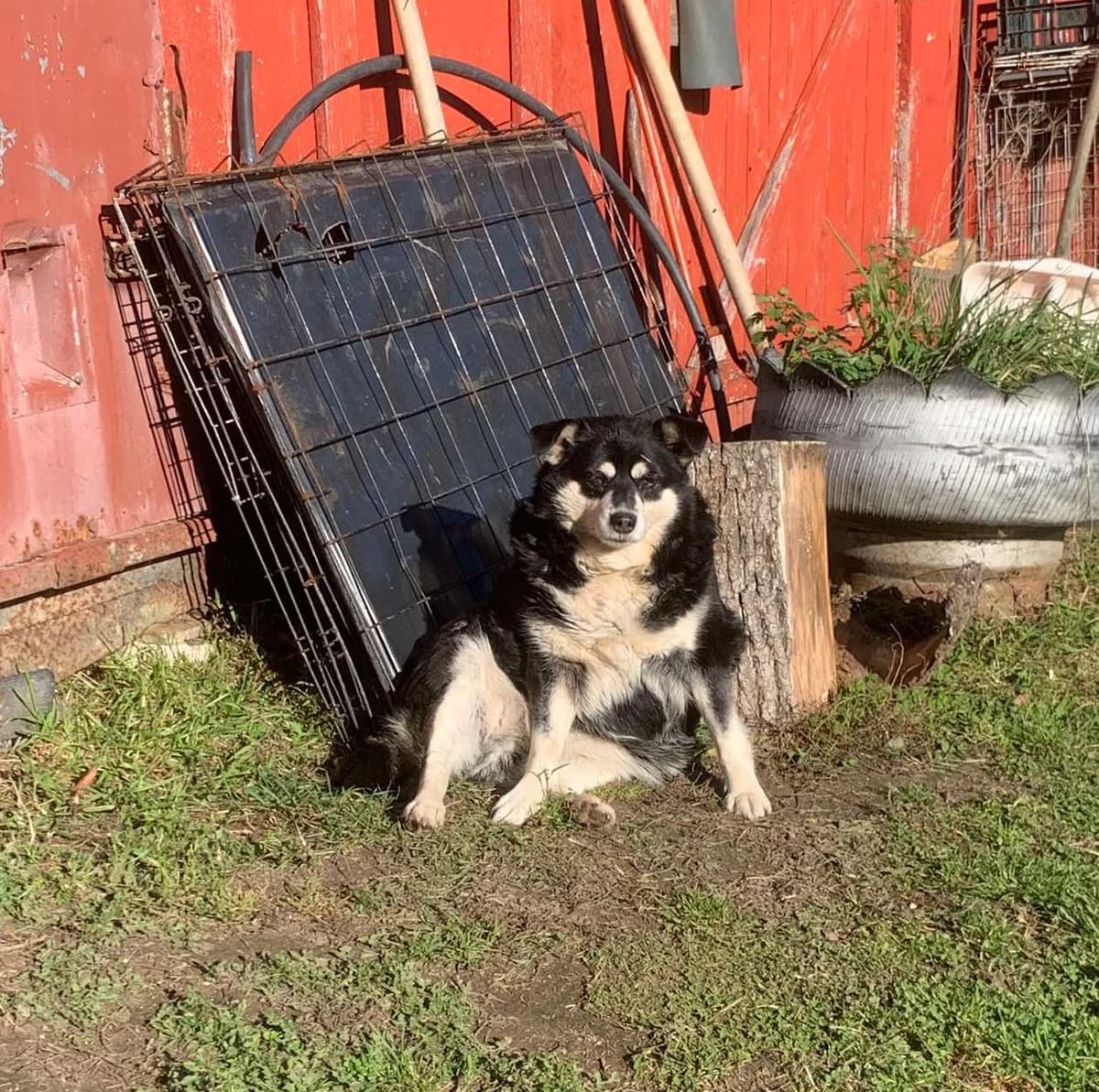 PINAVIJA, female senior Mixed Breed for adoption at Šiaulių Letenėlė