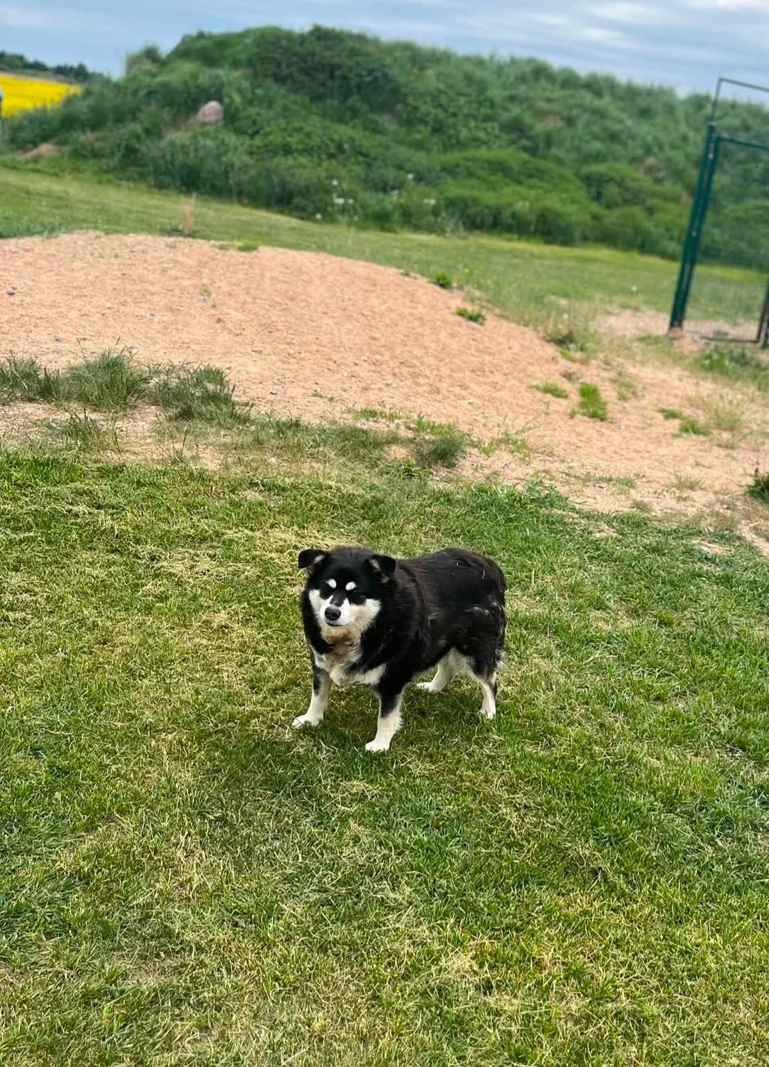 PINAVIJA, female senior Mixed Breed for adoption at Šiaulių Letenėlė