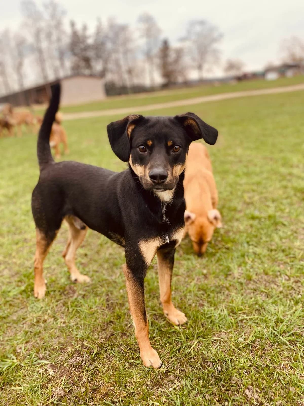 ŠŪRIKAS, male Mixed Breed for adoption at Šiaulių Letenėlė