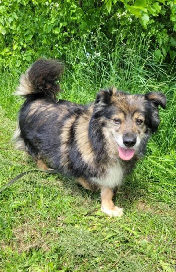 PŪKIS, senior Mixed Breed for adoption at Šiaulių Letenėlė