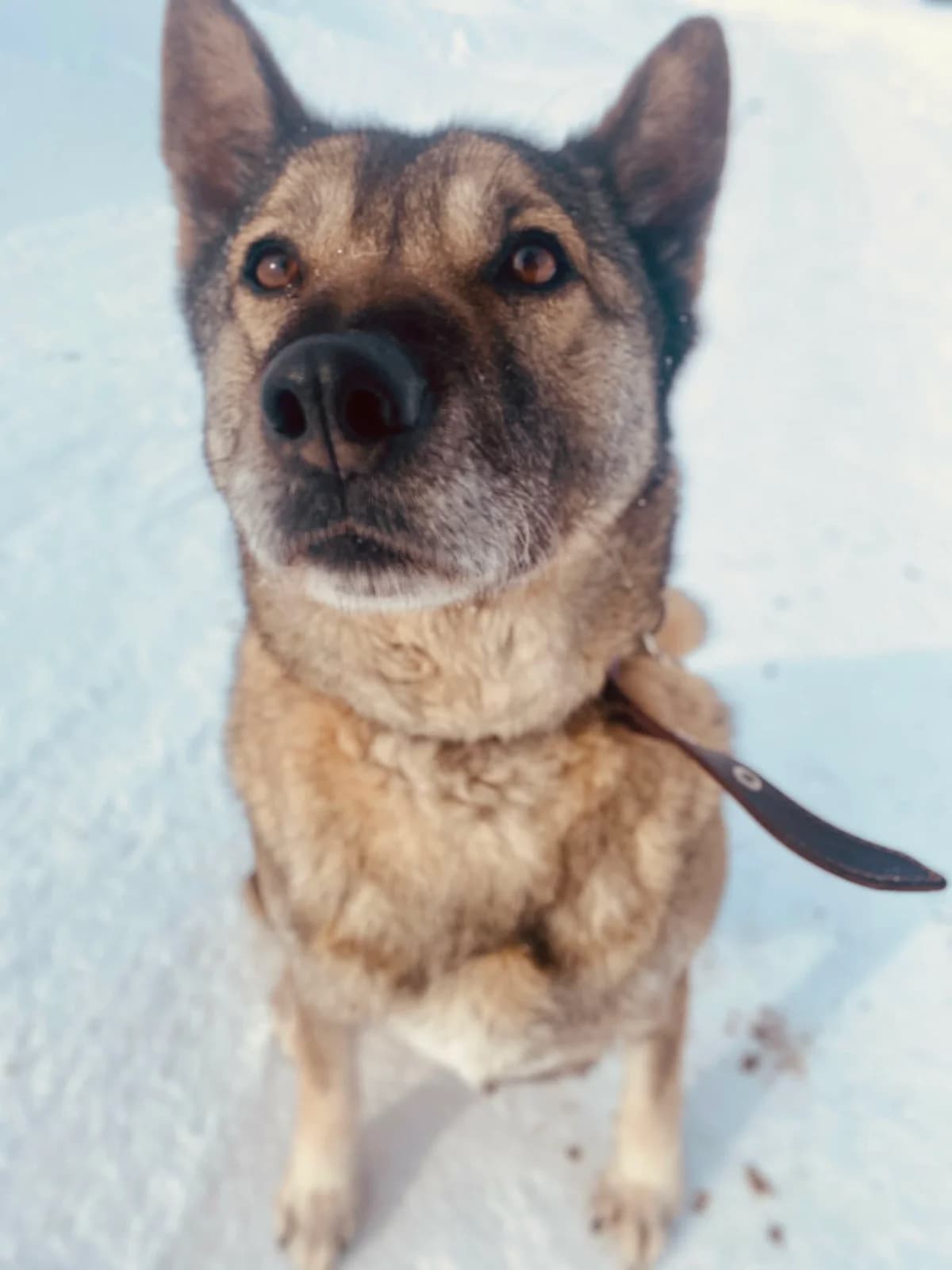 TERA, female Mixed Breed for adoption at Šiaulių Letenėlė