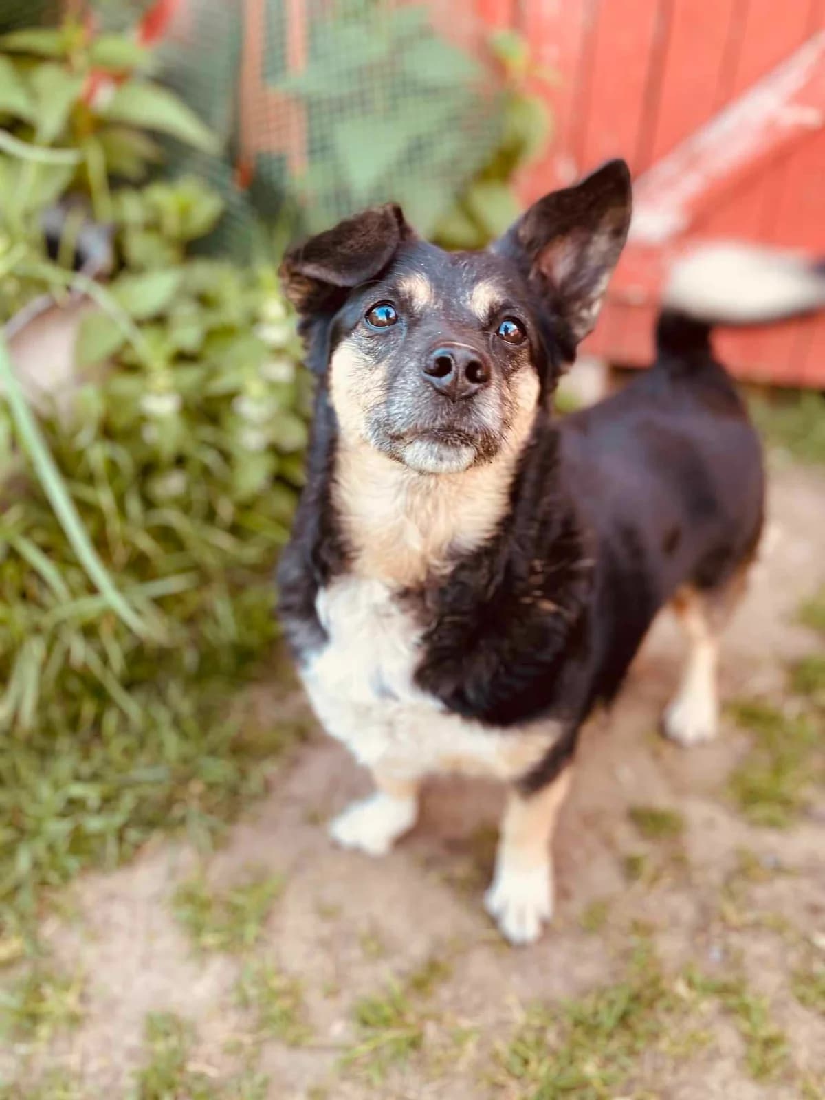 TOBĖ, female Mixed Breed for adoption at Šiaulių Letenėlė