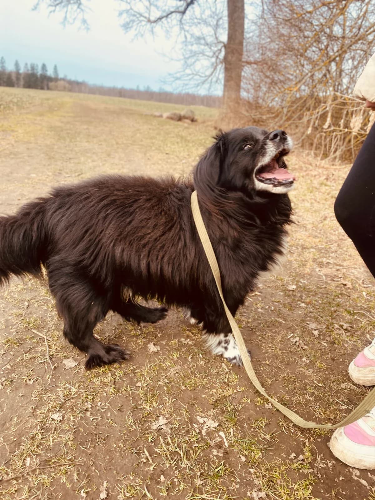 TUGAS, female 6yo Mixed Breed for adoption at Šiaulių Letenėlė