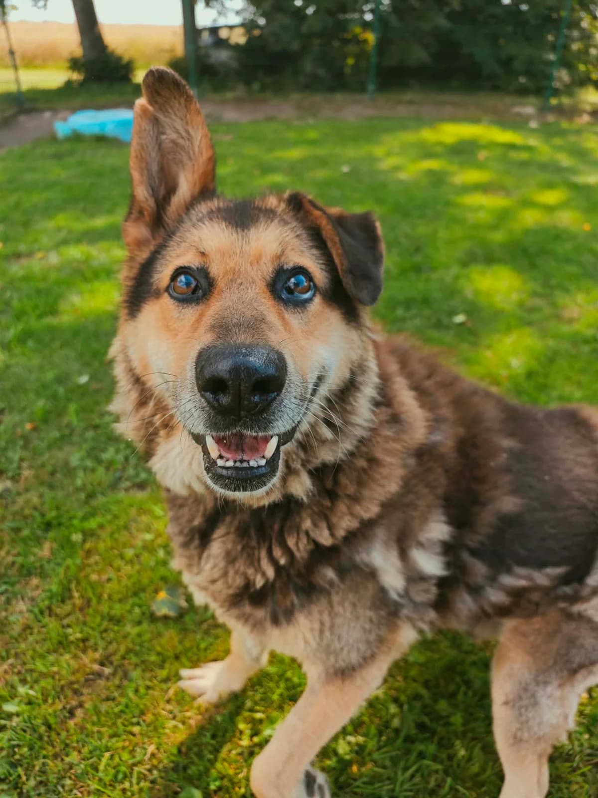VERDIS, male Mixed Breed for adoption at Šiaulių Letenėlė