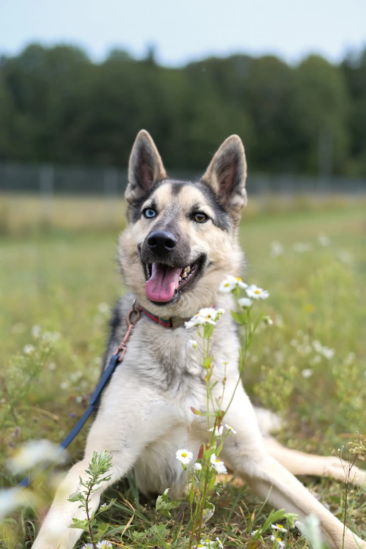 Porteris, Mixed Breed for adoption at SOS Gyvūnai, Šalčininkų r. sav.