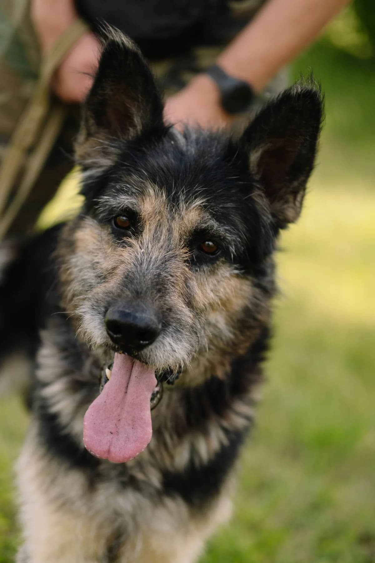 Čiarlis, Mixed Breed for adoption at SOS Gyvūnai, Šalčininkų r. sav.