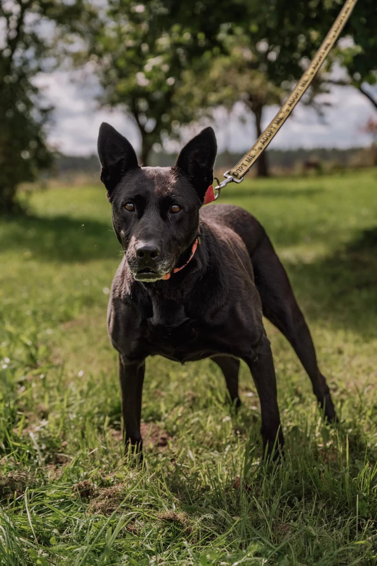 Etna, Mixed Breed for adoption at SOS Gyvūnai, Šalčininkų r. sav.