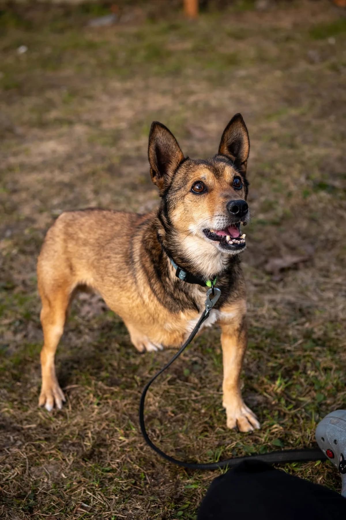 Ovis, male Mixed Breed for adoption at SOS Gyvūnai, Šalčininkų r. sav.
