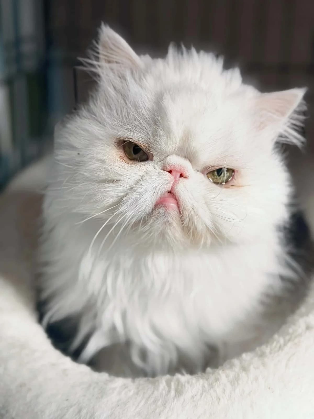 Cukraus Vata, senior Persian for adoption at SOS Gyvūnai, Šalčininkų r. sav.