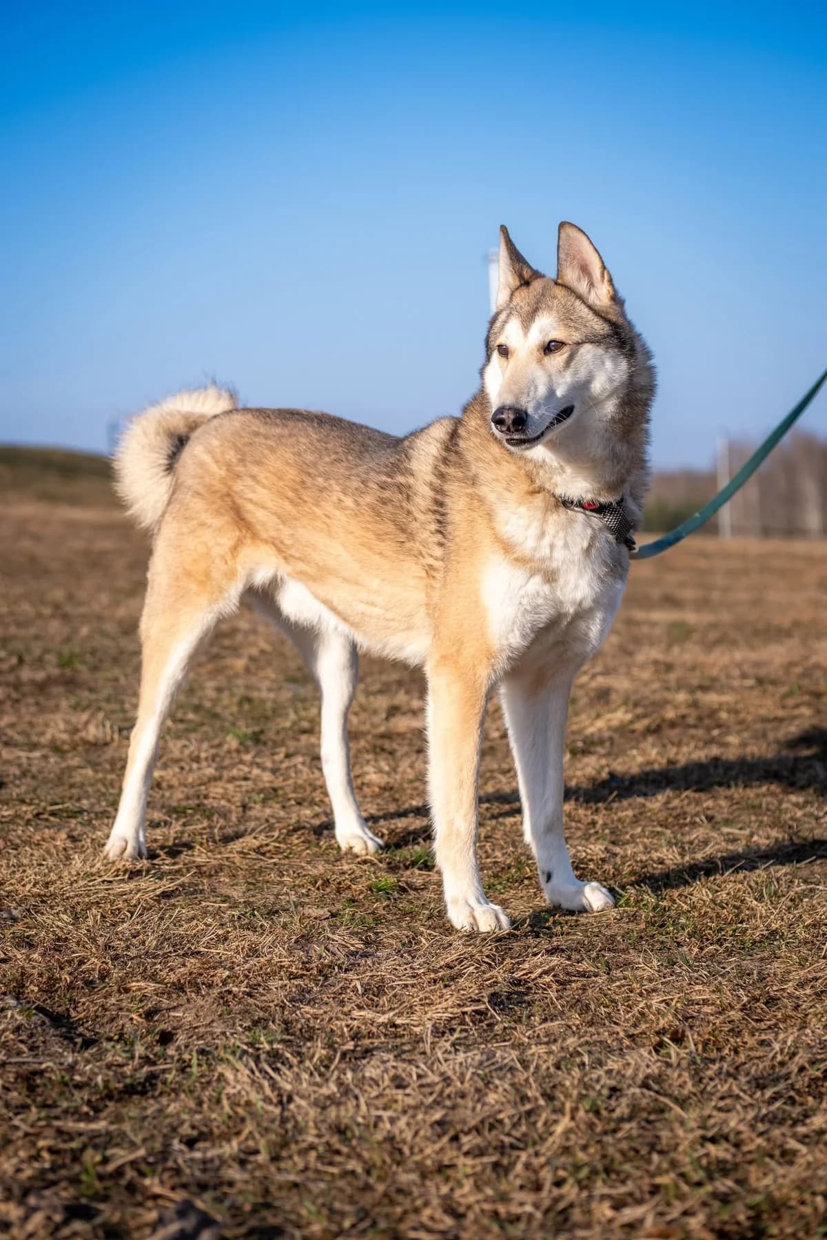 Kavasakis, Mixed Breed for adoption at SOS Gyvūnai, Šalčininkų r. sav.