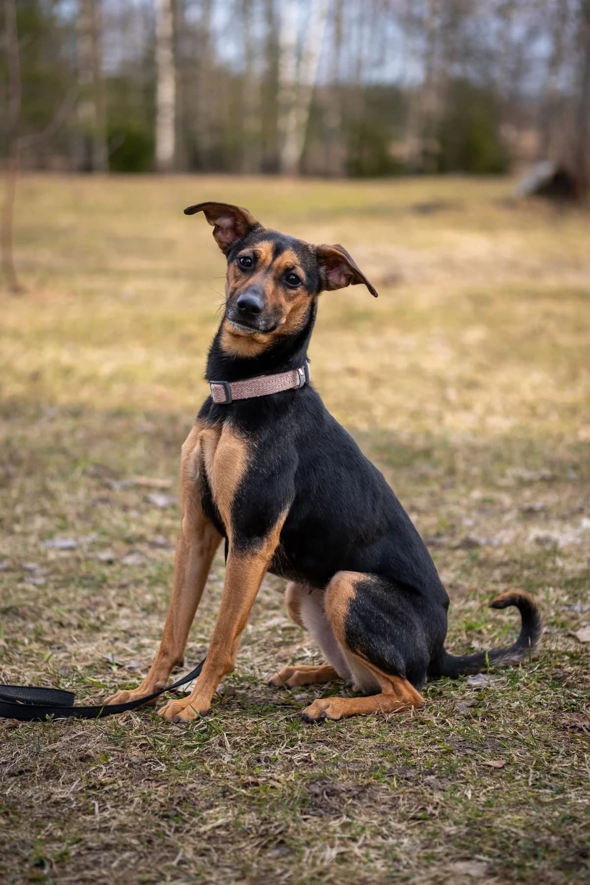 Nika, Mixed Breed for adoption at SOS Gyvūnai, Šalčininkų r. sav.