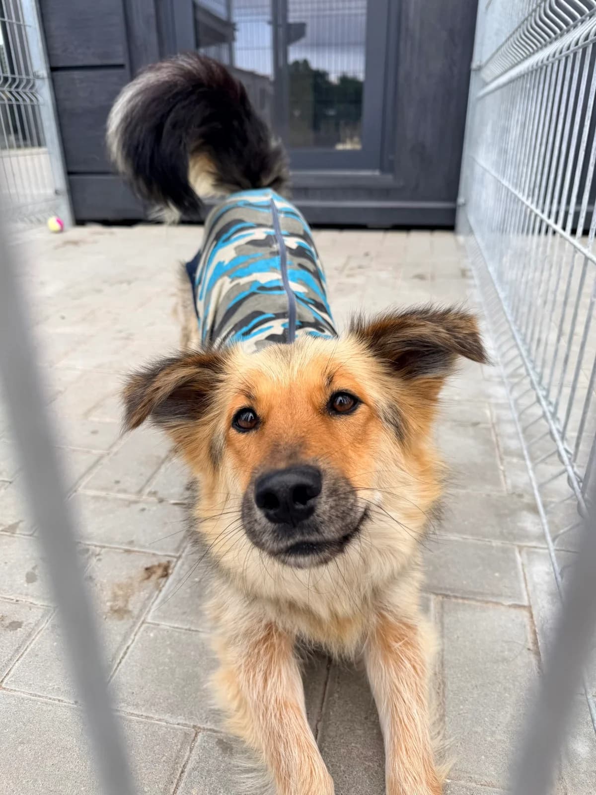 Lilit, 3yo Mixed Breed for adoption at SOS Gyvūnai, Šalčininkų r. sav.