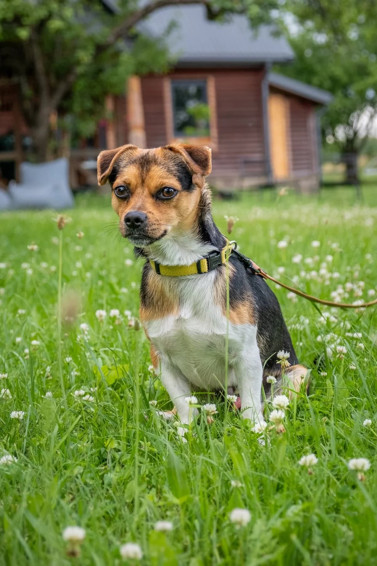 Tviksas, 5yo Mixed Breed for adoption at SOS Gyvūnai, Šalčininkų r. sav.