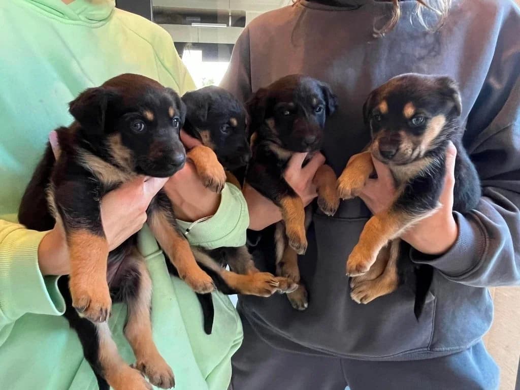 Kami, Kena, Kendi, Kloja, Mixed Breed for adoption at SOS Gyvūnai, Šalčininkų r. sav.
