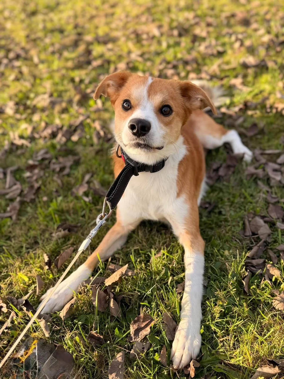 Bondas, young Mixed Breed for adoption at SOS Gyvūnai, Šalčininkų r. sav.