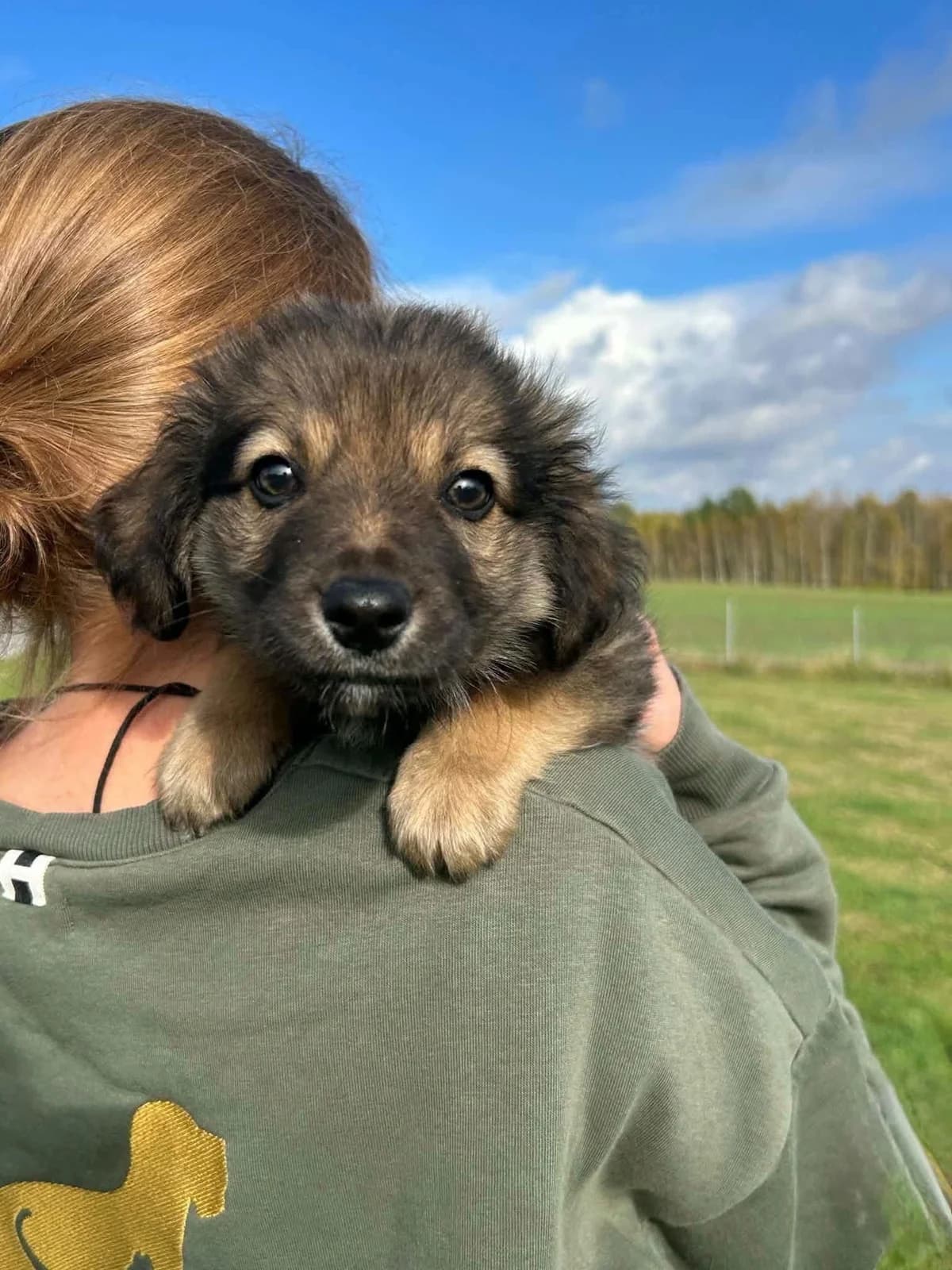 Runis, male Mixed Breed for adoption at SOS Gyvūnai, Šalčininkų r. sav.