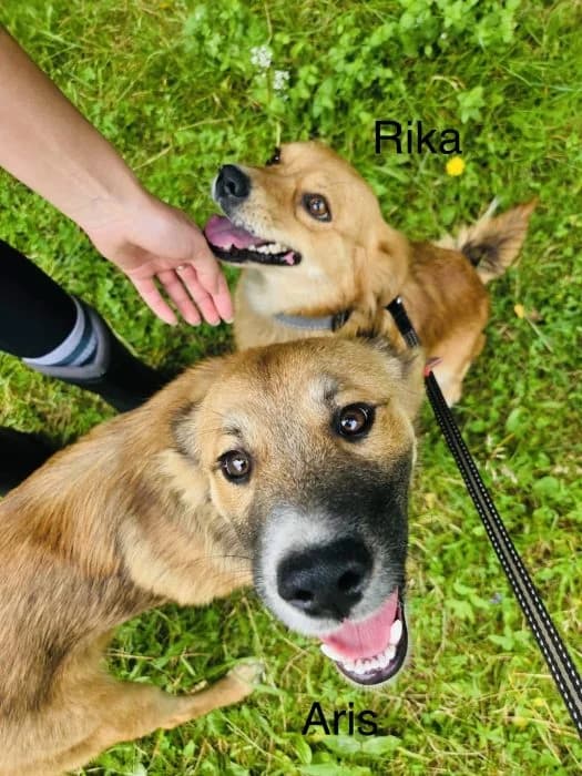 Aris ir Rika, Ruda female mixed breed for adoption at Tautmiles globa, Vilniaus r. sav.