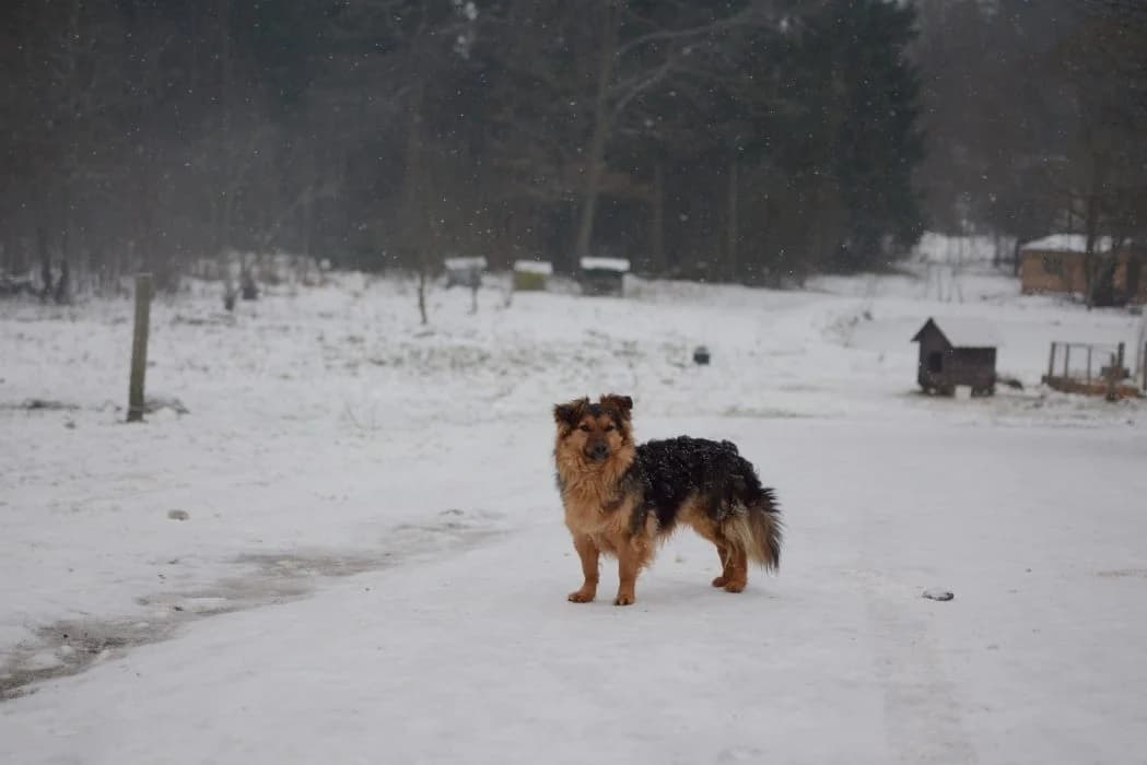 Čarlis, Ruda male young mixed breed for adoption at Tautmiles globa, Vilniaus r. sav.