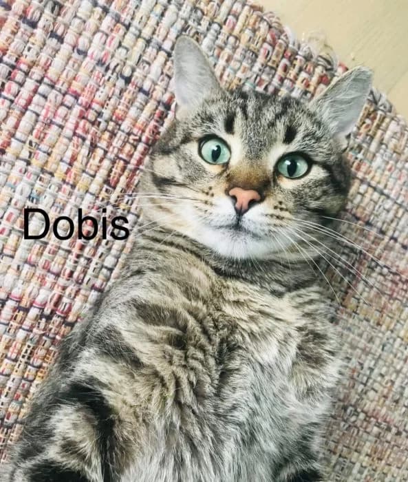 Dobis, Raina male 6yo mixed breed for adoption at Tautmiles globa, Vilniaus r. sav.