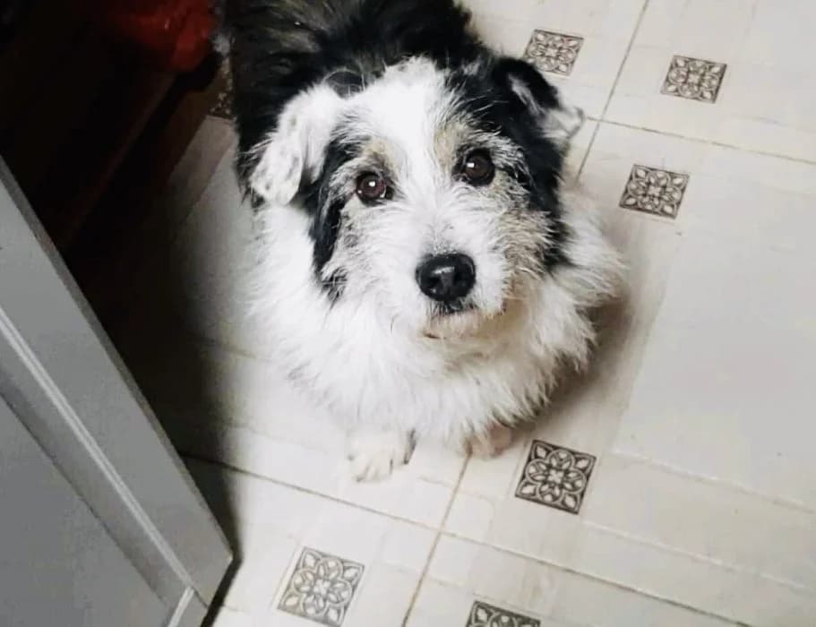 Fredis, Juoda Balta male young mixed breed for adoption at Tautmiles globa, Vilniaus r. sav.