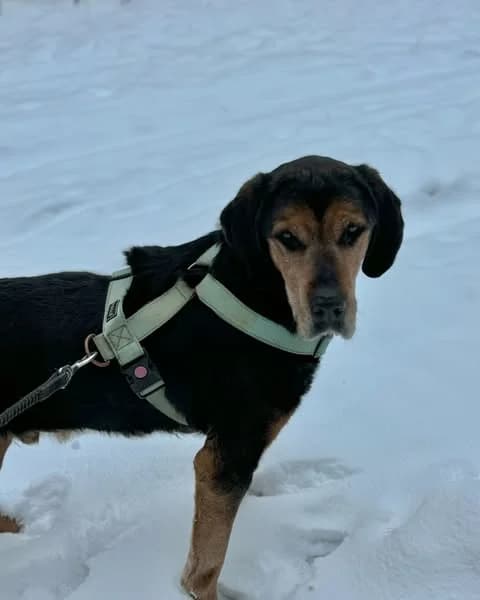 Hugo, Ruda male 6yo mixed breed for adoption at Tautmiles globa, Vilniaus r. sav.