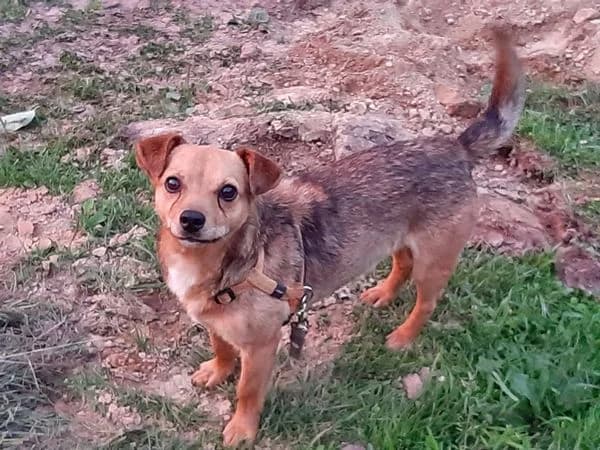 Mažius, Ruda male young mixed breed for adoption at Tautmiles globa, Vilniaus r. sav.