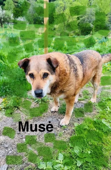 Musė, Ruda female senior mixed breed for adoption at Tautmiles globa, Vilniaus r. sav.