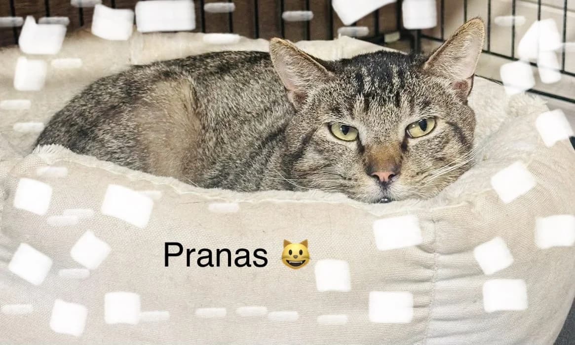 Pranas, Raina male 6yo mixed breed for adoption at Tautmiles globa, Vilniaus r. sav.