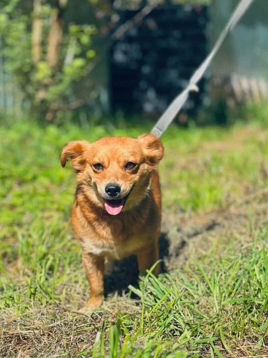 Rika, Ruda female mixed breed for adoption at Tautmiles globa, Vilniaus r. sav.