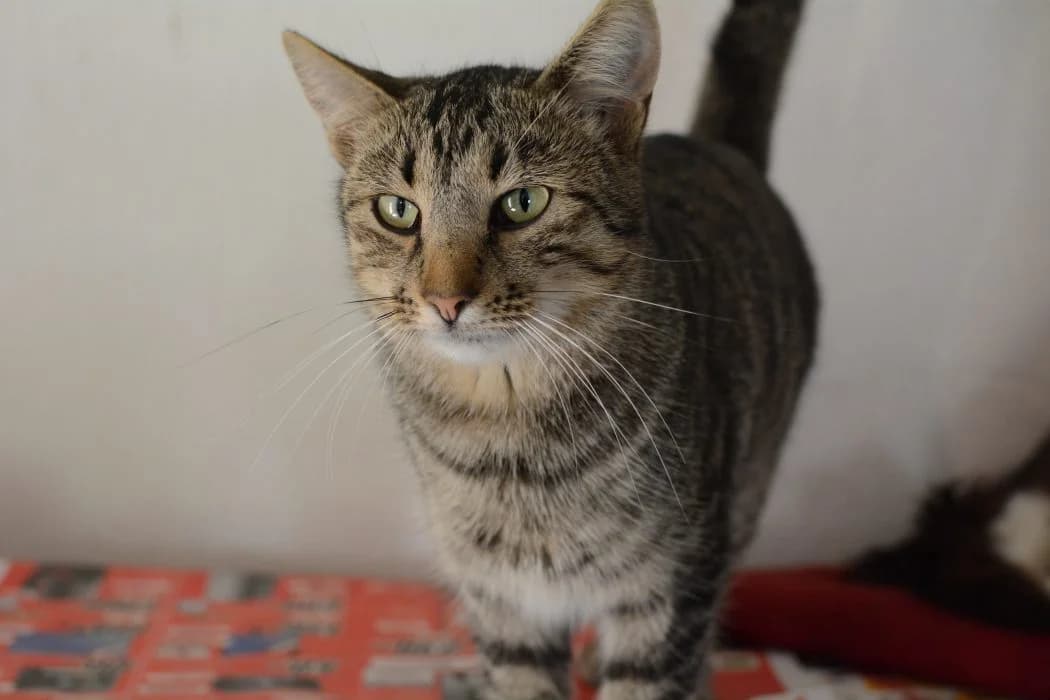 Savanas, Raina male 6yo mixed breed for adoption at Tautmiles globa, Vilniaus r. sav.
