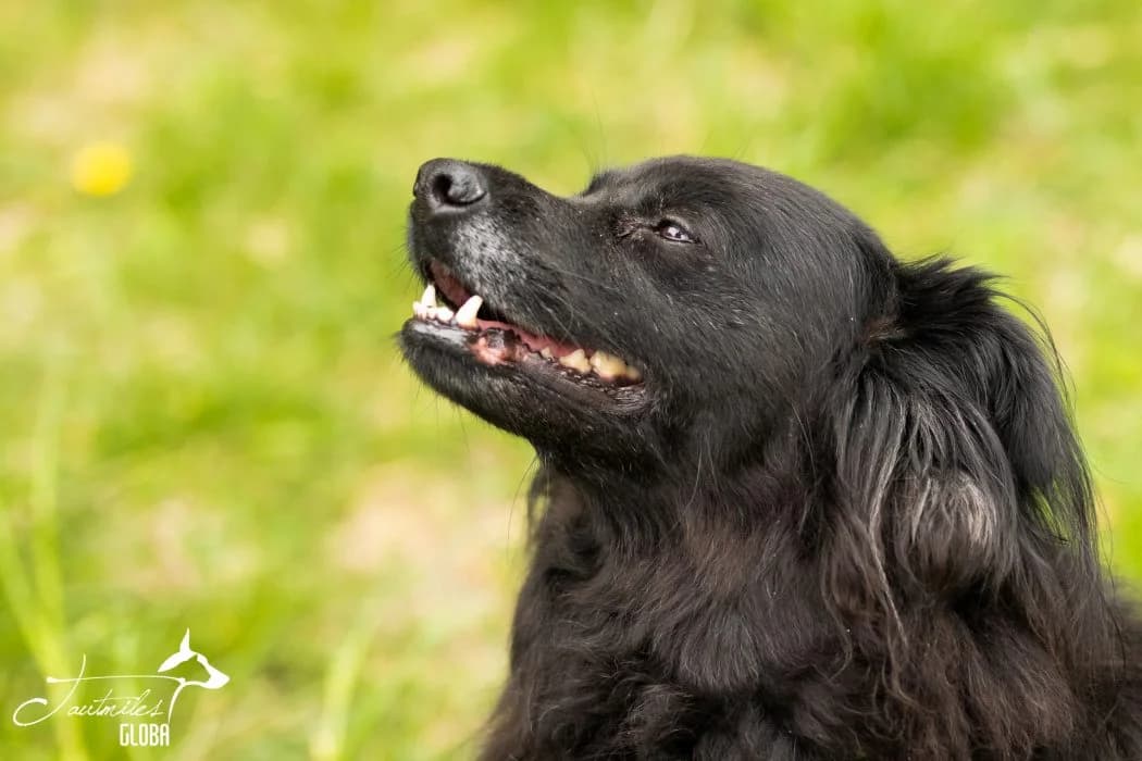 Tessu, Juoda female 6yo mixed breed for adoption at Tautmiles globa, Vilniaus r. sav.