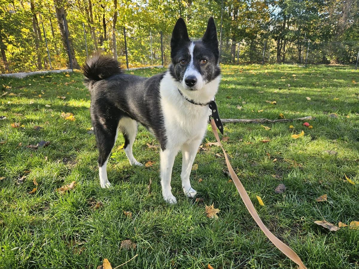 Deizi, Mixed Breed for adoption at Vilkaviškio Gyvūnų Globos Namai, Vilniaus m. sav.