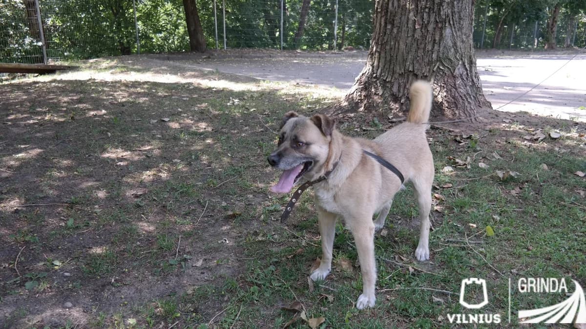 Litas, Mixed Breed for adoption at Vilkaviškio Gyvūnų Globos Namai, Vilniaus m. sav.