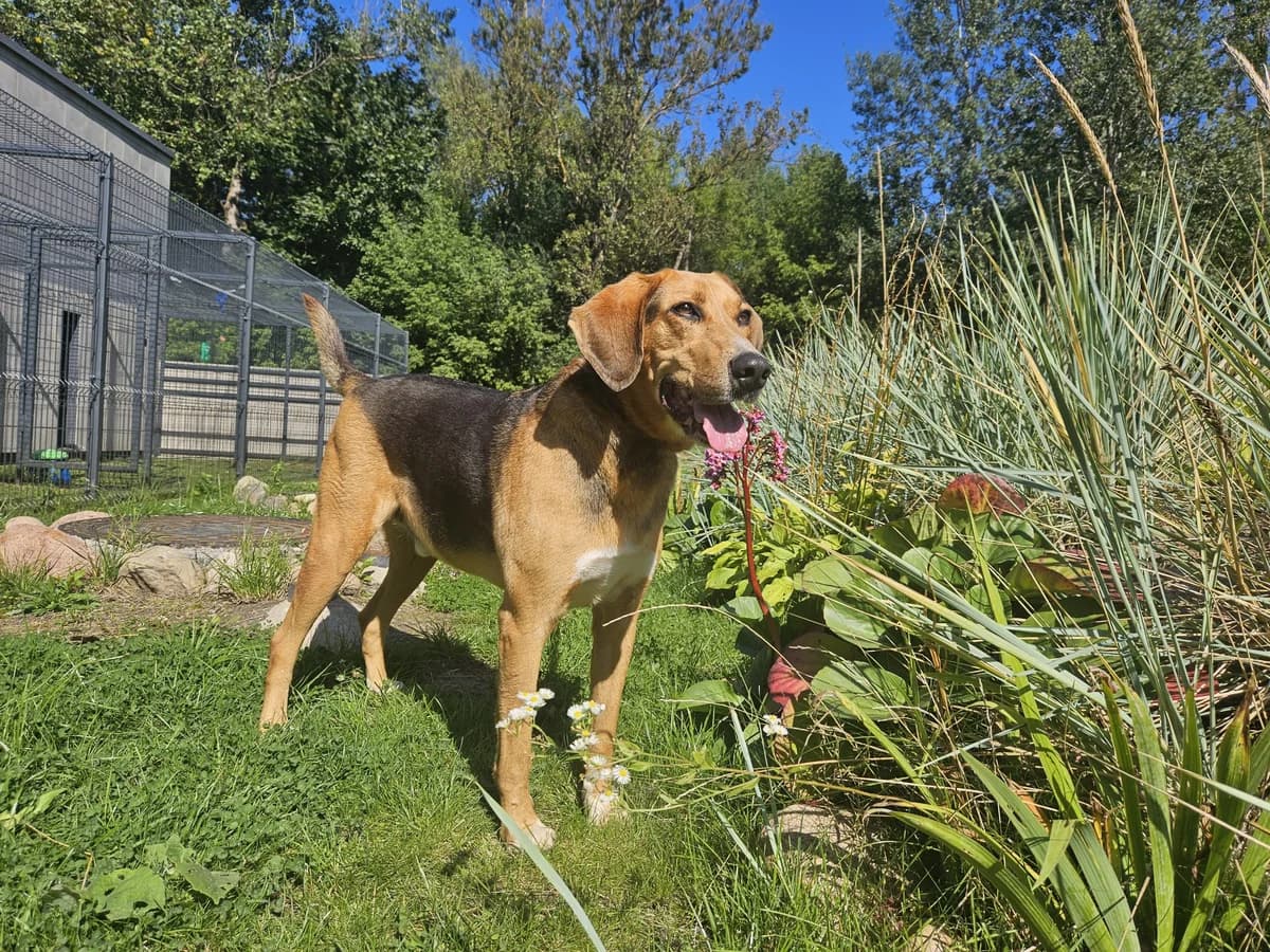 Aidas, Mixed Breed for adoption at Vilkaviškio Gyvūnų Globos Namai, Vilniaus m. sav.