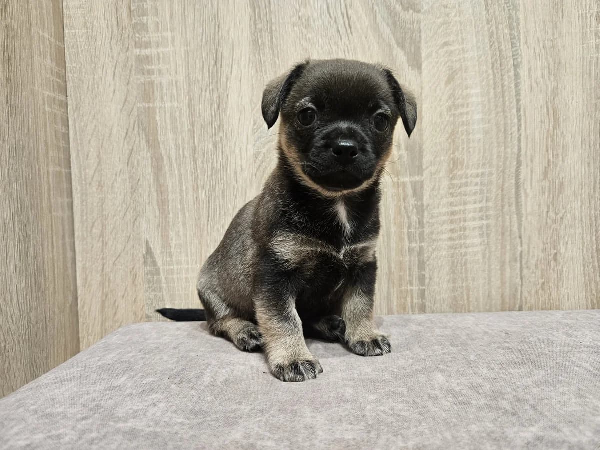 Ami, Mixed Breed for adoption at Vilkaviškio Gyvūnų Globos Namai, Vilniaus m. sav.