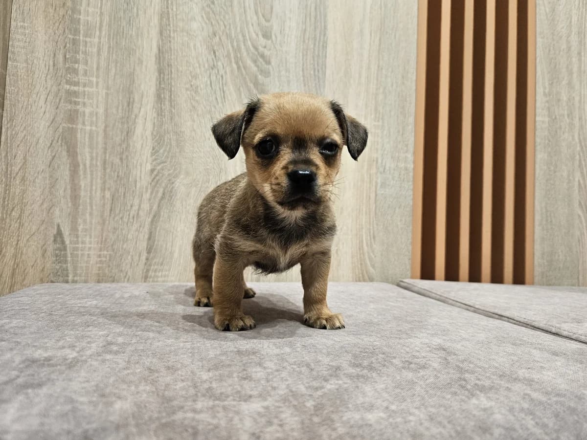 Ara, Mixed Breed for adoption at Vilkaviškio Gyvūnų Globos Namai, Vilniaus m. sav.
