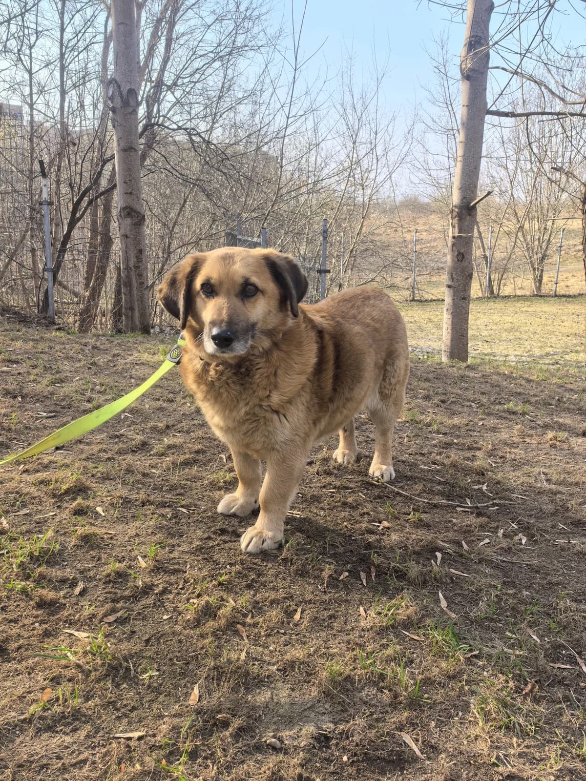 Arčis, Mixed Breed for adoption at Vilkaviškio Gyvūnų Globos Namai, Vilniaus m. sav.