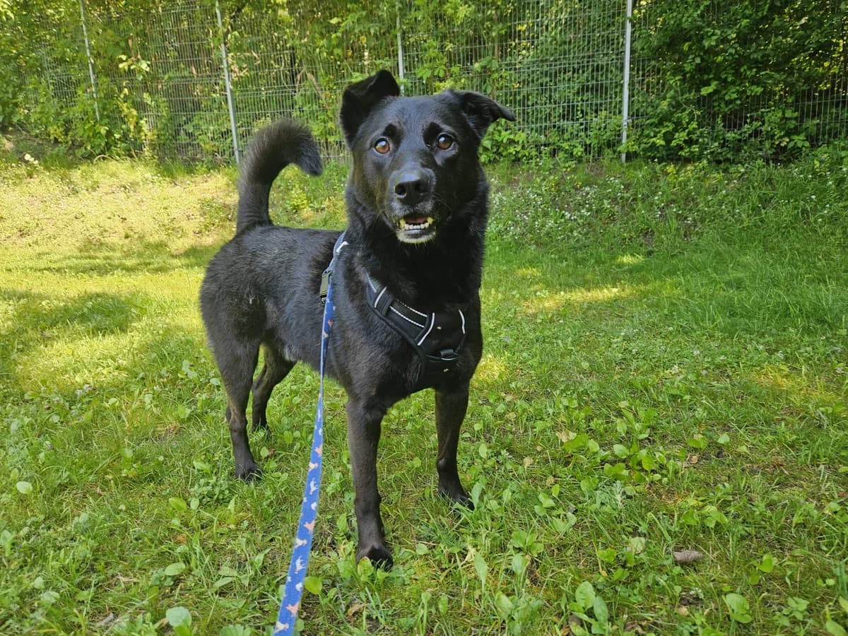 Artis, Mixed Breed for adoption at Vilkaviškio Gyvūnų Globos Namai, Vilniaus m. sav.