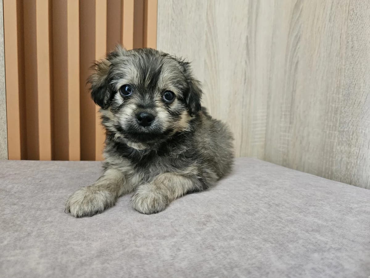 Ava, Mixed Breed for adoption at Vilkaviškio Gyvūnų Globos Namai, Vilniaus m. sav.
