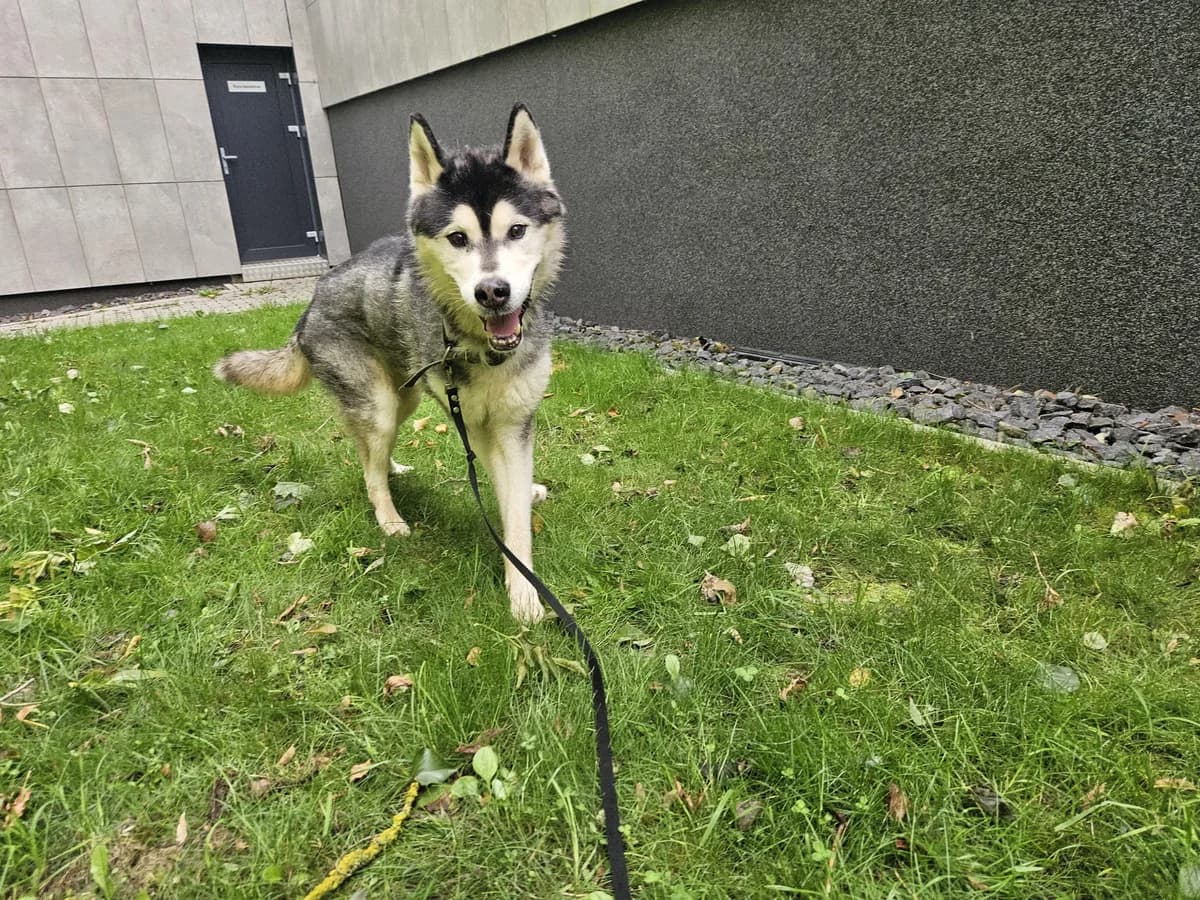 Baksas, Mixed Breed for adoption at Vilkaviškio Gyvūnų Globos Namai, Vilniaus m. sav.