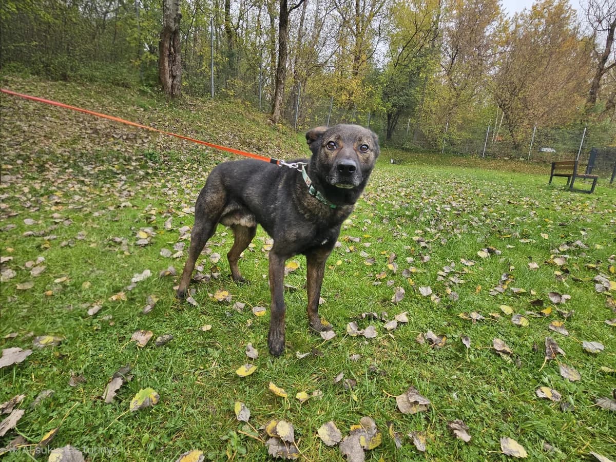Bartas, Mixed Breed for adoption at Vilkaviškio Gyvūnų Globos Namai, Vilniaus m. sav.