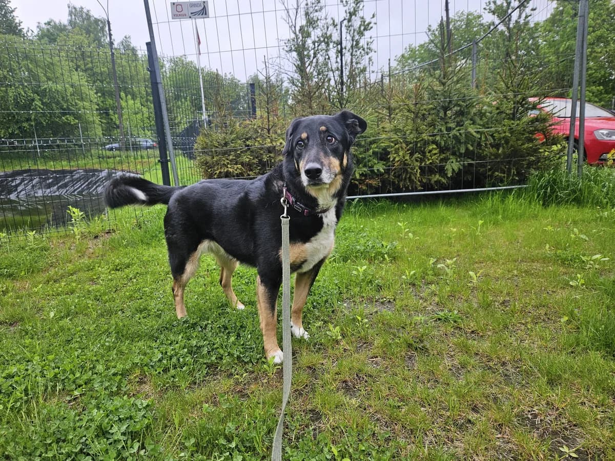 Bekė, Mixed Breed for adoption at Vilkaviškio Gyvūnų Globos Namai, Vilniaus m. sav.