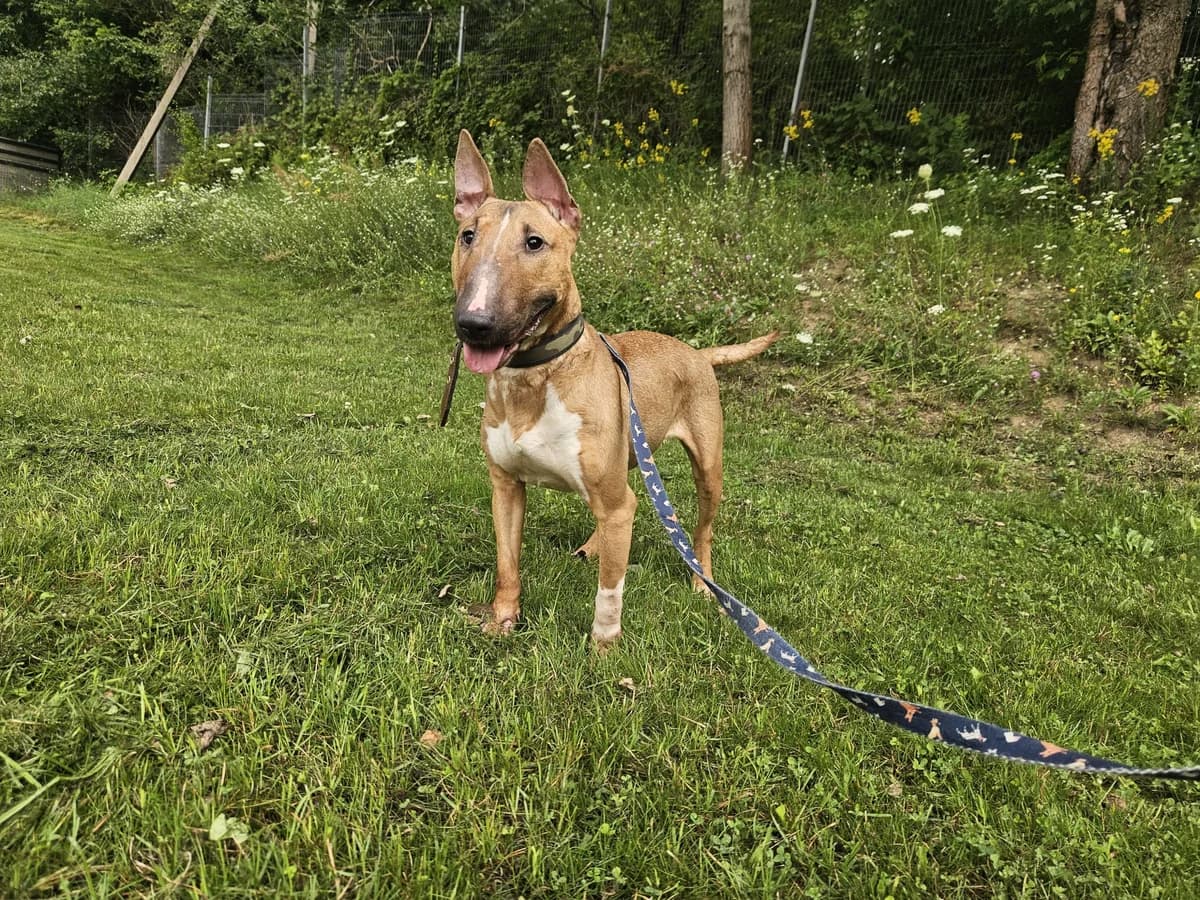 Bela, Mixed Breed for adoption at Vilkaviškio Gyvūnų Globos Namai, Vilniaus m. sav.