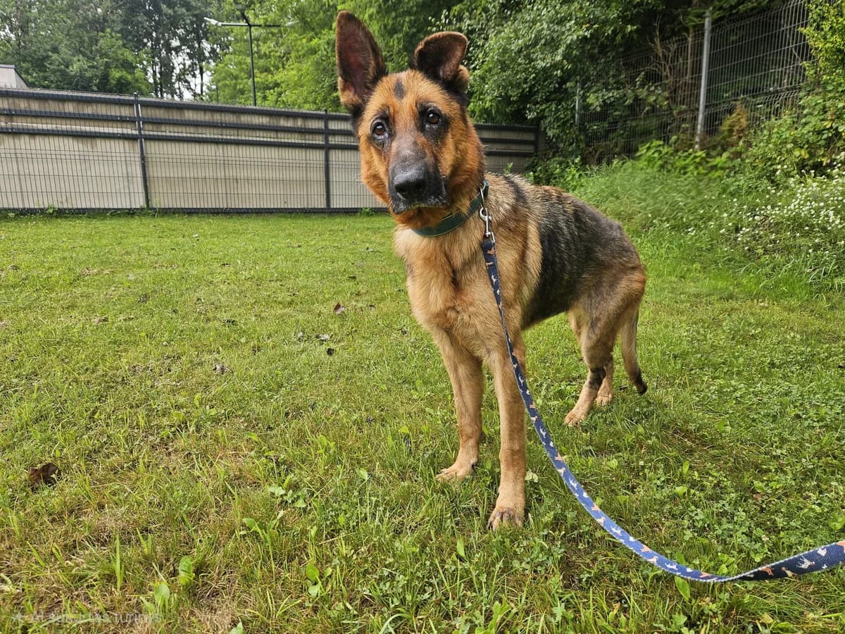 Berta, Mixed Breed for adoption at Vilkaviškio Gyvūnų Globos Namai, Vilniaus m. sav.