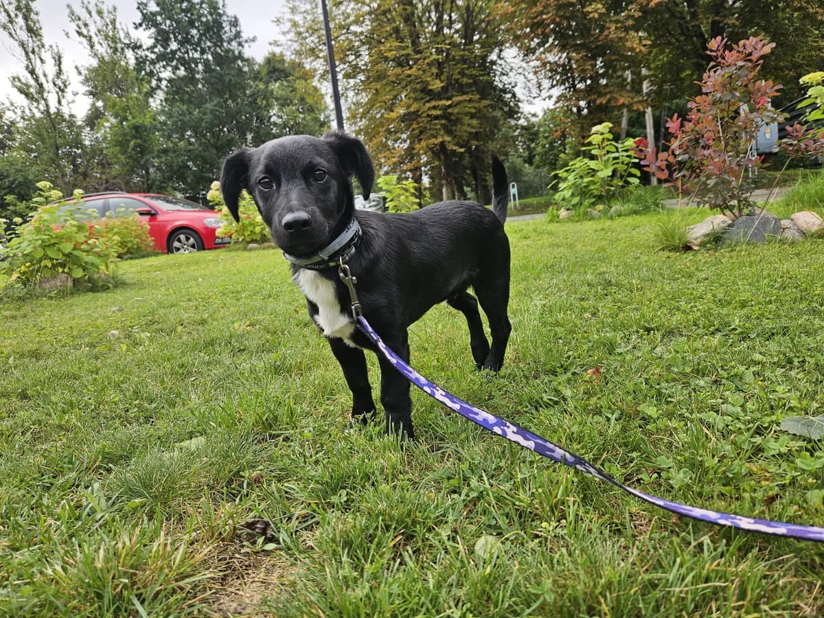 Čiūras, Mixed Breed for adoption at Vilkaviškio Gyvūnų Globos Namai, Vilniaus m. sav.