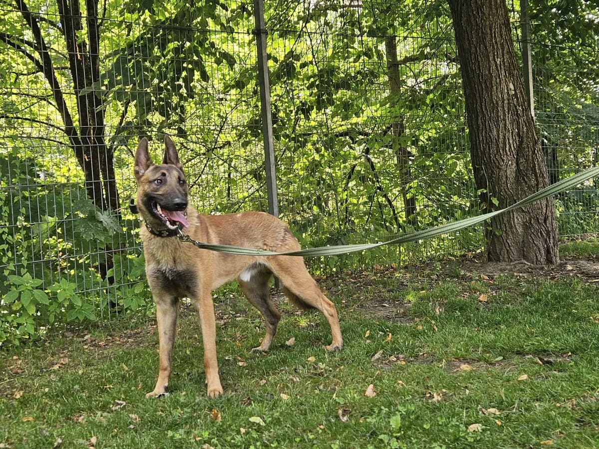 Dagas, Mixed Breed for adoption at Vilkaviškio Gyvūnų Globos Namai, Vilniaus m. sav.