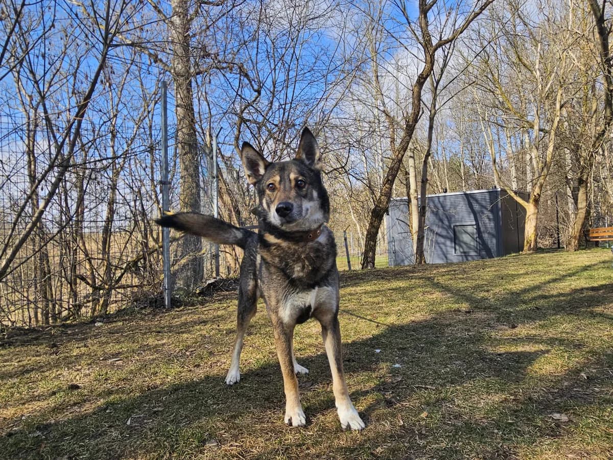 Dingas, Mixed Breed for adoption at Vilkaviškio Gyvūnų Globos Namai, Vilniaus m. sav.
