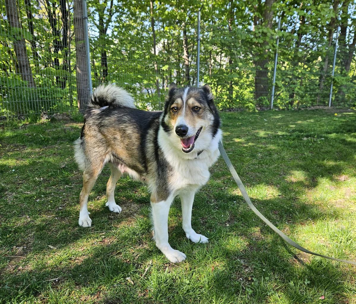 Dora, Mixed Breed for adoption at Vilkaviškio Gyvūnų Globos Namai, Vilniaus m. sav.
