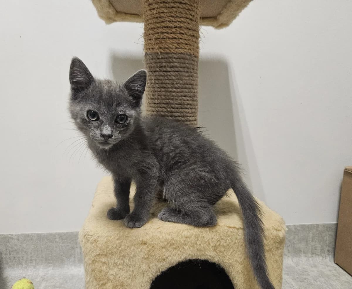 Dūmas, Mixed Breed for adoption at Vilkaviškio Gyvūnų Globos Namai, Vilniaus m. sav.