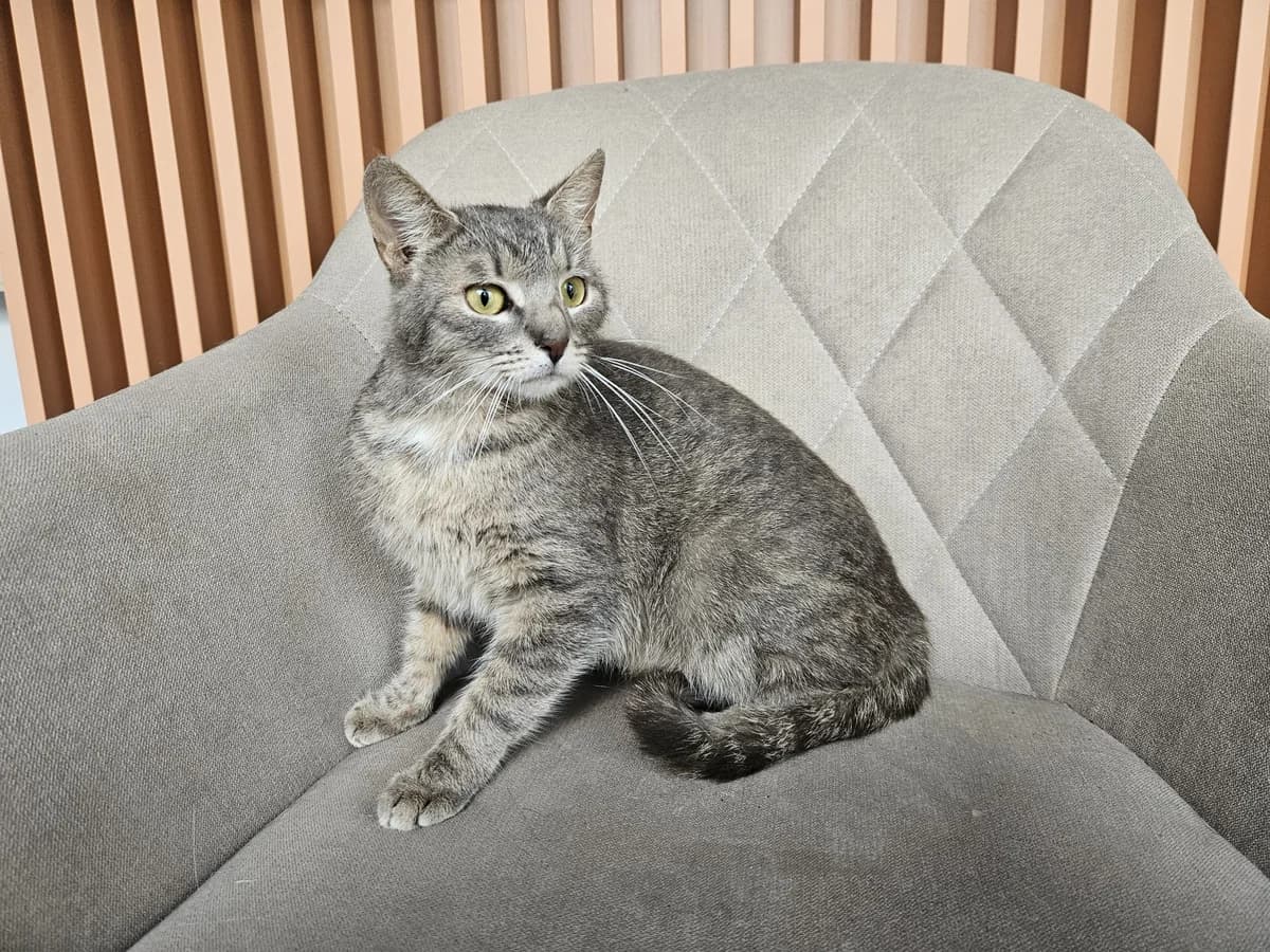 Dūmė, Mixed Breed for adoption at Vilkaviškio Gyvūnų Globos Namai, Vilniaus m. sav.